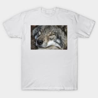 Timber Wolf - Closeup T-Shirt